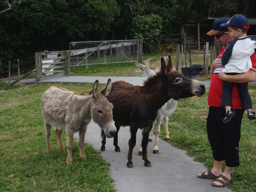 Highfield Garden Reserve & Donkey Sanctuary